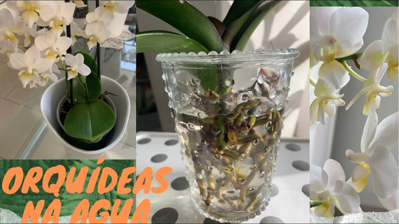 PHALAENOPSIS NA ÁGUA COMO CULTIVAR