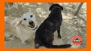 Inseparable Rescued Dogs Couple Arapis and Eleni are so Happy by Jutta Shelter 1,127 views 9 days ago 2 minutes, 43 seconds