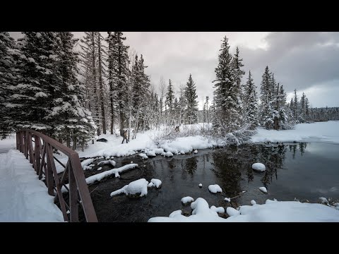 Winter Camping ASMR by a Creek