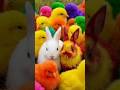 Tangkap Ayam Lucu, ayam warna warni, ayam rainbow, kelinci lucu, bebek lucu, ikan koi, Hewan Lucu