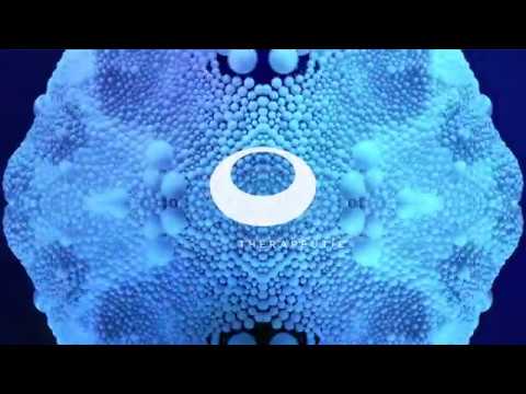 Fatb - Lotus Flower ft. Sleepdealer (Galleta)