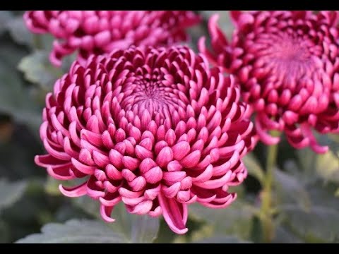 Video: Sferik Xrizantema