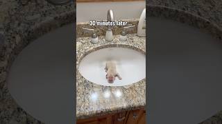 This was a pretty crazy transition! ￼ #puppy #funny #dogs #dog #doggie