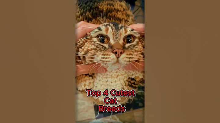 Watch the video about 4 Cutest Cat Breeds That Will Melt Your Heart 😻🐾 #shorts