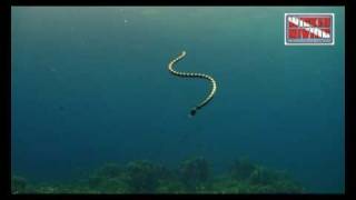 similan diving sea snake