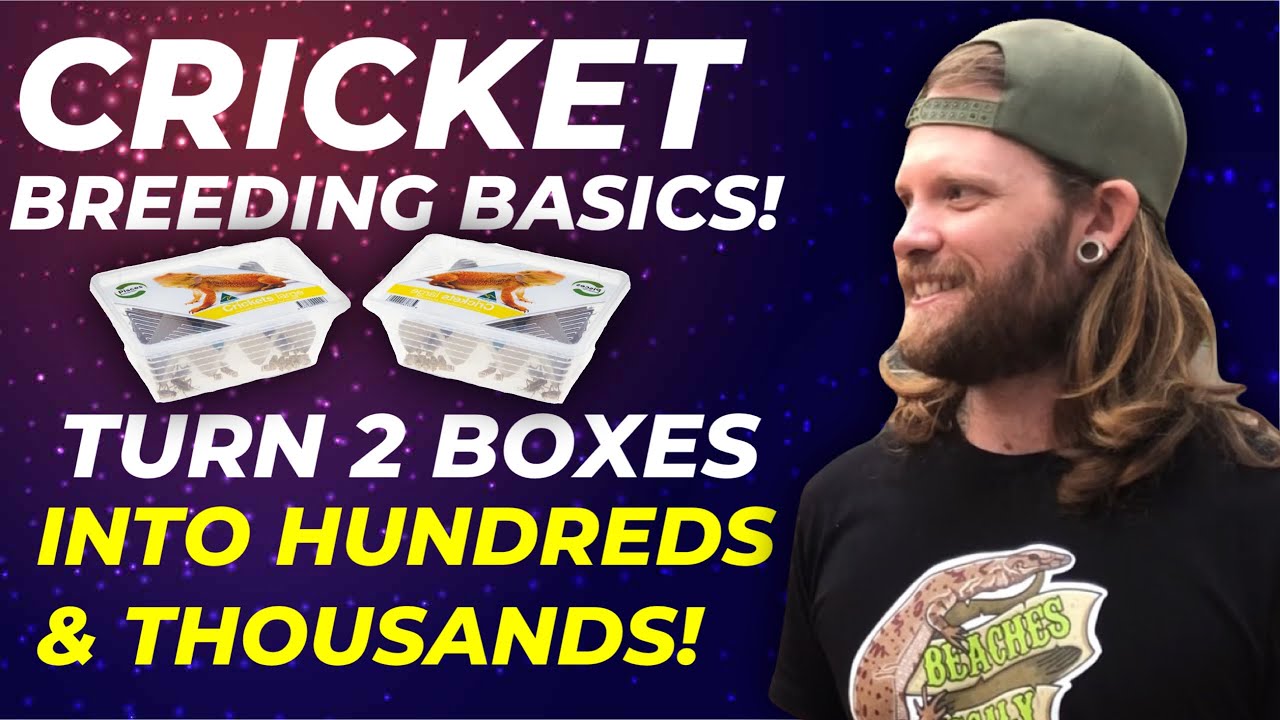 Как разводить сверчков для вашей домашней рептилии!