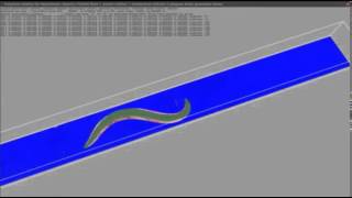 Project brings simulated life one step closer with digital worm