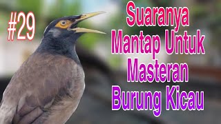Kicauan Burung Jalak Hybrid Gacor Full Isian Untuk Masteran Burung Kicau Jal;ak hybrid ASSU #29