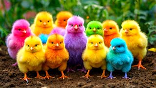 World Cute Chickens, Colorful Chickens, Rainbows Chickens, Cute Ducks, Cat, Rabbits,Cute Animals🐤🐣🦆🐟