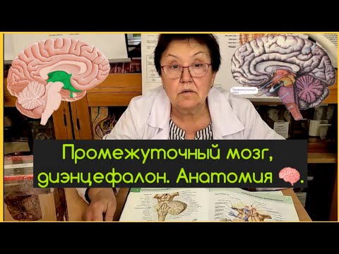 Промежуточный мозг, его функции и строение. Анатомия. 🧠👍