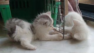 Adorable Kitten Alex: The Gang Leader & Pure Energy by Love 4 Pets 682 views 13 days ago 3 minutes, 33 seconds