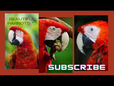 Macaw Parrot! pretty scarlet macaw, red parrot video compilation| #macaw #AmirVibes