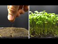 Growing Garden Cress Time Lapse