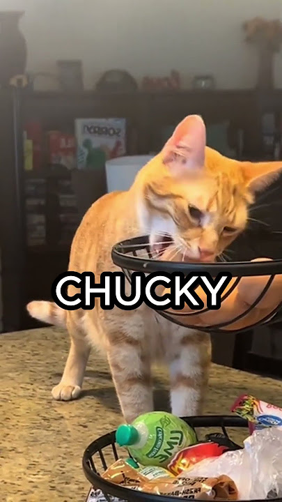 He Is A Shameless Thief ๐ผ