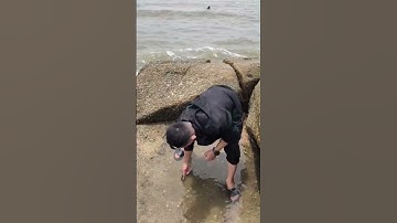 Cứu cá con mắc cạn  mọi người xem tới lúc cuối nó cứ bơi cuốn lấy người #ca xh #shorts