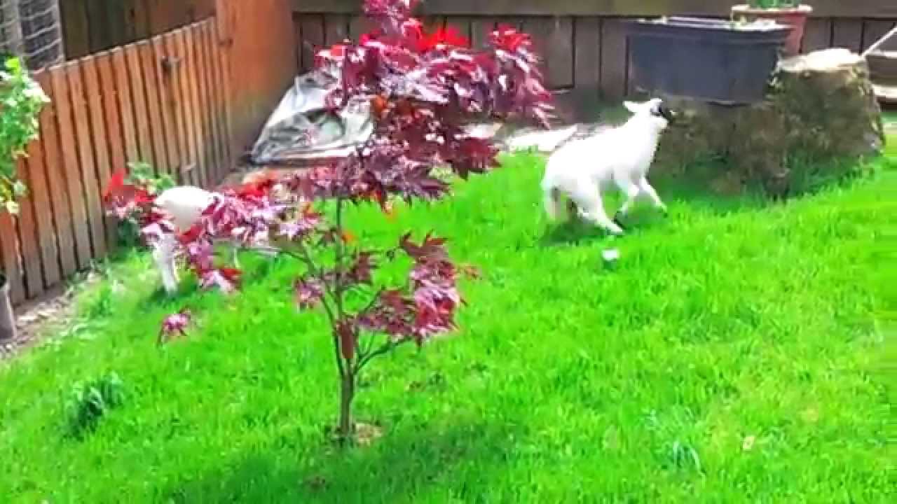Orphan lambs at Craigend B&B
