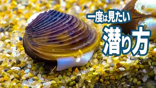 意外に動く！！しじみが砂に隠れる様子を超観察します 【淡水しじみ】