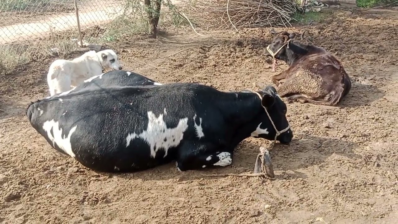 Коні Ваговози.Жеребець на Паровку.Привезли лошицю з Бачача.Коні Тернопільщини----13 Jan 2025