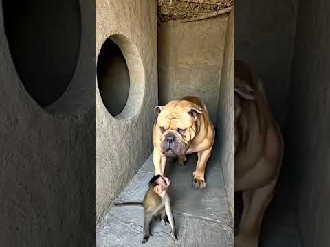 Admi or bura dog #minivlog #dog #monkey