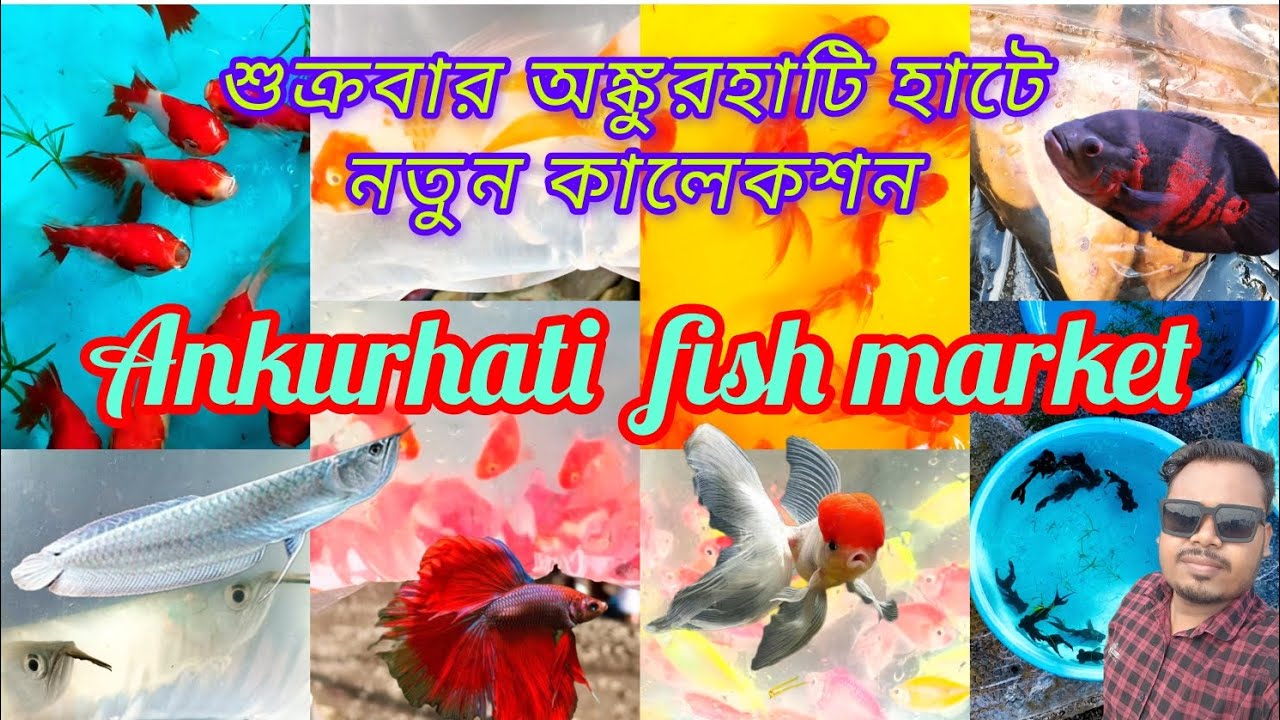 শুক্রবার অঙ্কুরহাটি হাটে নতুন কালেকশন ankurhati fish market ankurhati Howrah #viral#video#subscribe 