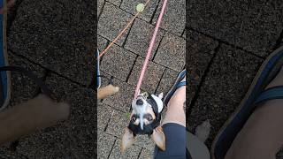 8725. Long Lead Distance Drop Wait Come Sit Between Feet Distractions Wildlife Park 2 March 2026 Ak