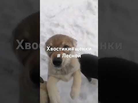 Хвостики щенки пристрой мы в ответе