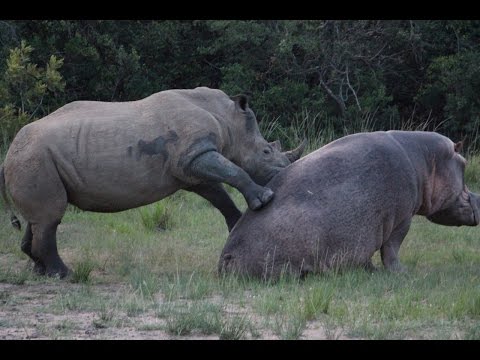 Video: Rozdiel Medzi Hippopotamus A Rhinoceros
