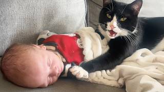 Download Lagu Als kat een kleine bewaker is, beschermt hij je baby terwijl hij groeit 😻 MP3 Download Lagu Als kat een kleine bewaker is, beschermt hij je baby terwijl hij groeit 😻 MP3