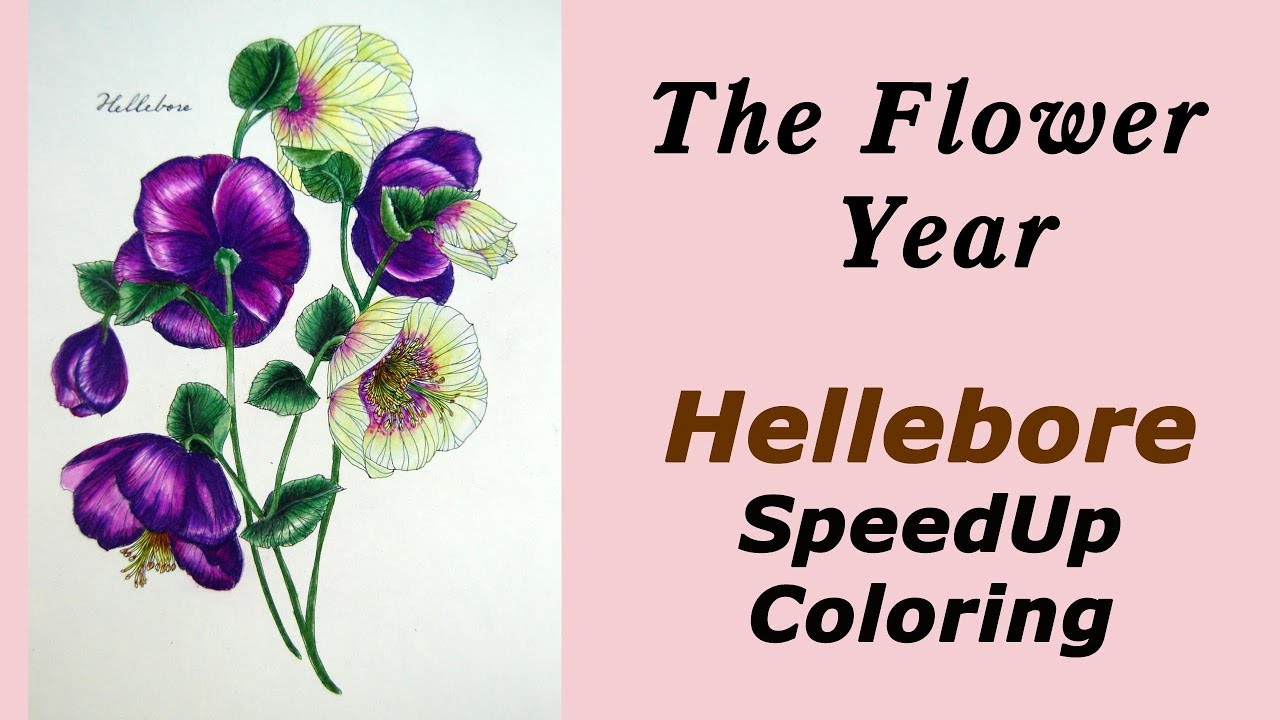 Speedcoloring 'The Flower year' Hellebore / Prismacolor pencils
