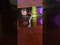 Roller Disco Outfit   Roller girl | Do you like her?
