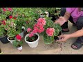 Geranium || leitha pek dan || dnkawl dan |.
