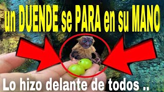 Duende se para en su Mano atrapado lo CAPTURAN dentro de Arbol DUENDES son CAPTADOS saliendo casita