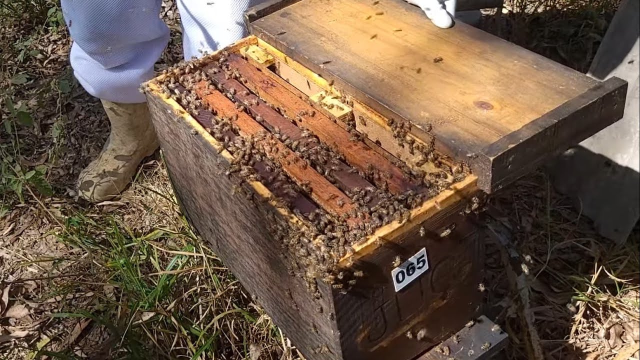 PUXADA NATURAL DE RAINHA- Para iniciantes🐝