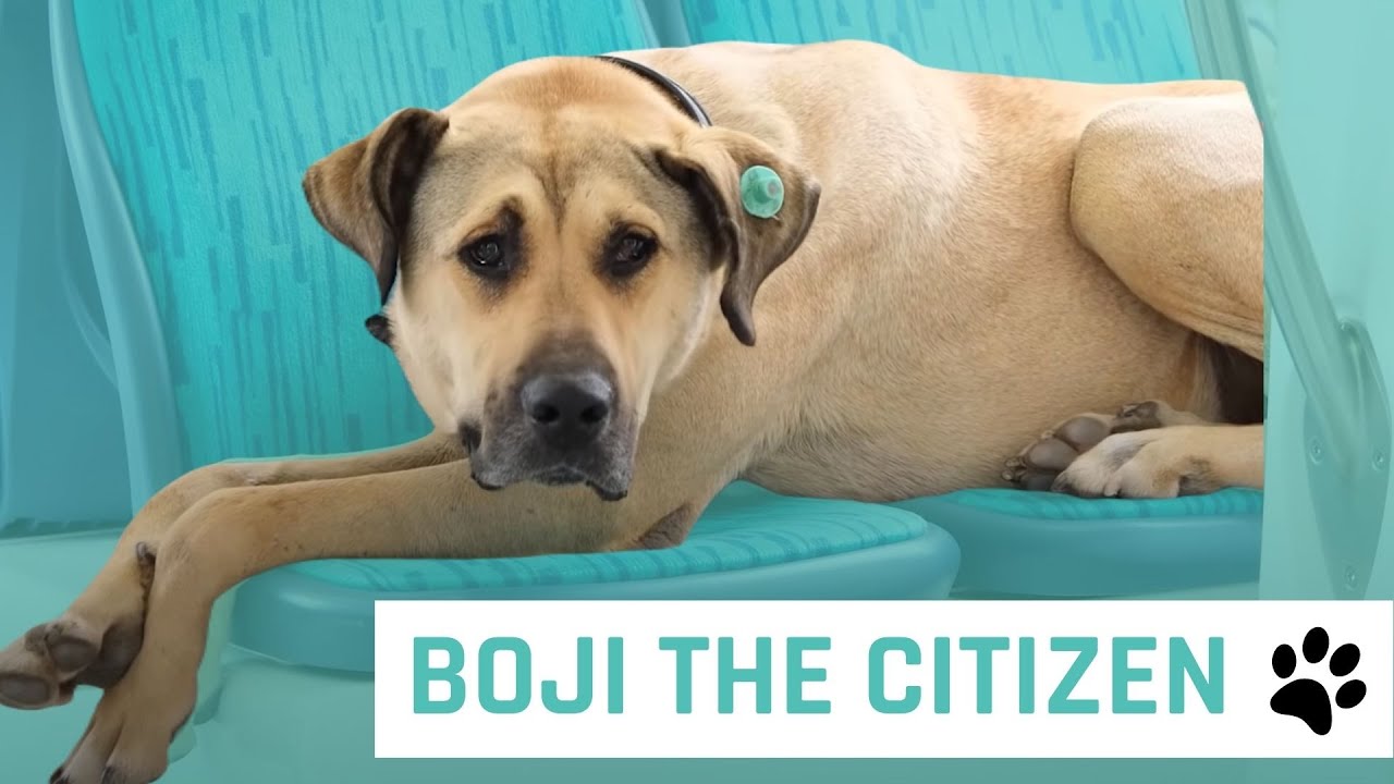 This Dog Uses Public Transportation | The Famous Animals of Turkey