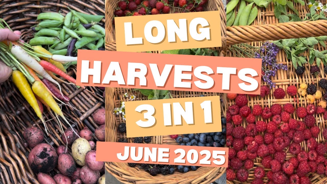 Огромный урожай с моего огорода - июнь 2025 года. Выращивайте свою собственную еду.