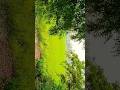 nature #trendingshorts #shortsfeed #viralcontent #fypシ゚viral #naturelover
