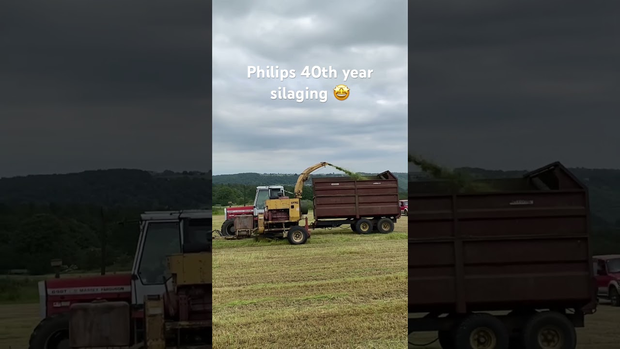40 years silaging #farming #farmlife #masseyferguson #silaging #cuttingthegrass