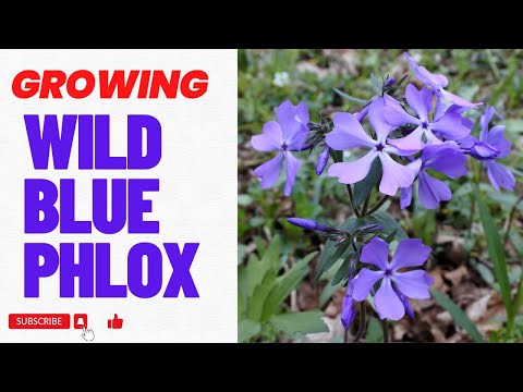 Vídeo: O que é Woodland Phlox – Aprenda sobre o cultivo de plantas Woodland Phlox