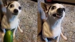 🐶Try not to  laugh | Funny Dog Reaction 😁2️⃣| Paw Party 🔥