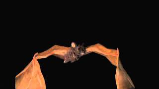 Bat Animation