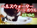 【レビュー】ヘルスウォーターフードボウルに変えてみた　I changed the food bowl