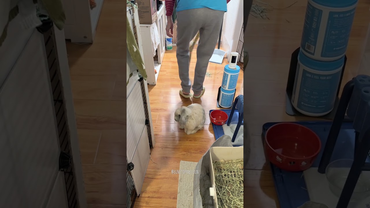 My mom lectures my bunny  