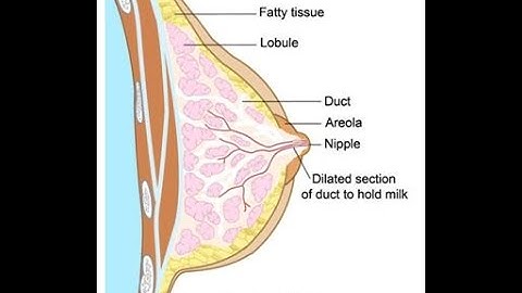 Integumentary system - Breast: Incision - Current Procedural Terminology