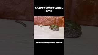 もう野生では生きていけないカエルが可愛すぎる #カエル #frog #cuteanimals #animals