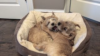 Norfolk Terriers Dog Days of Late Spring by Norfolk Terrier 1,137 views 5 years ago 5 minutes, 47 seconds