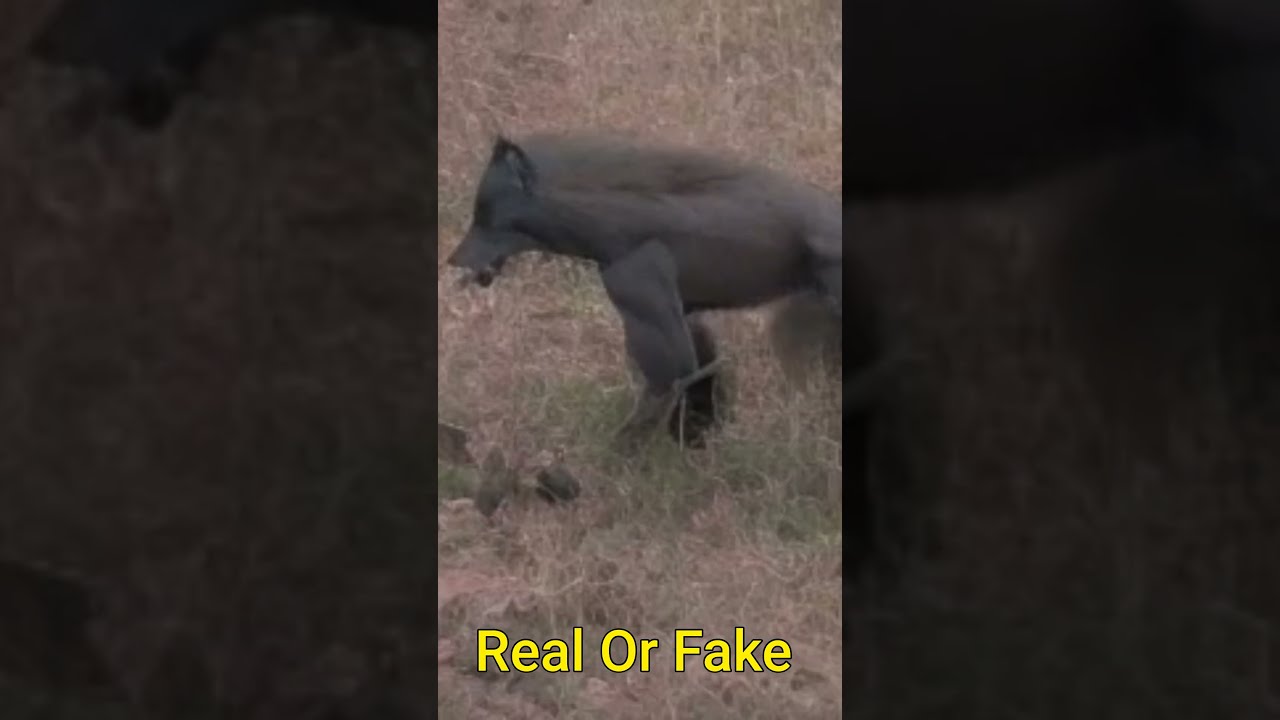 Dogman Encounter Real OR AI Deep Fake Creepy