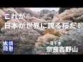 【絶景】美しすぎる千本桜（奈良吉野山）