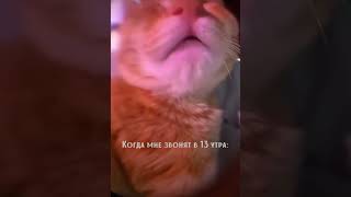 Котики 🐈  Когда мне звонят в 13 утра #юмор #котики #мем #ytshorts #кот #cat #мужчинаиженщина