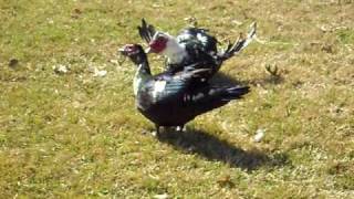 Stupid Duck Mating Dance