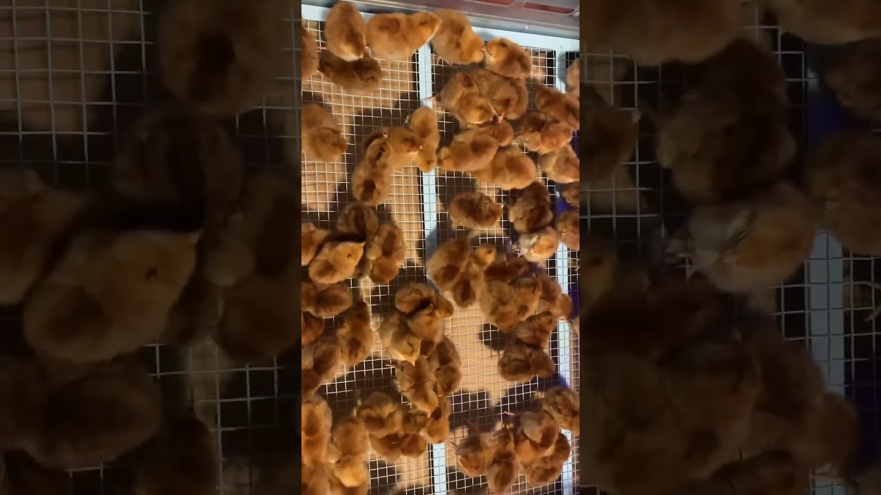 Baby Rhode Island Red chicks straight out of the incubator 